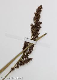 Attēlu rezultāti vaicājumam “Carex paniculata”