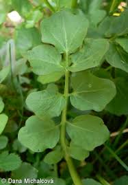 Attēlu rezultāti vaicājumam “Cardamine amara”