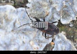 Attēlu rezultāti vaicājumam “Eremocoris plebejus”