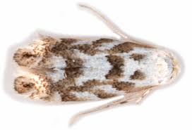 Attēlu rezultāti vaicājumam “Phyllonorycter sp.”