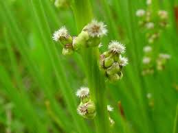 Attēlu rezultāti vaicājumam “Juncaginaceae”