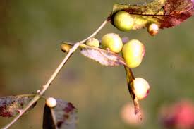 Attēlu rezultāti vaicājumam “Diplolepis eglanteriae”