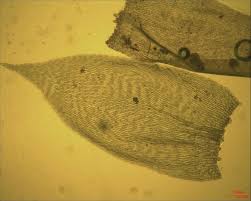 Attēlu rezultāti vaicājumam “Taxiphyllum wissgrillii”