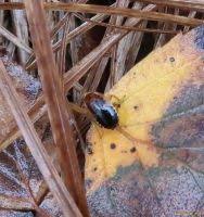Attēlu rezultāti vaicājumam “Ectobius sylvestris male”