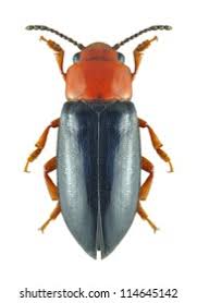 Attēlu rezultāti vaicājumam “Erotylidae”