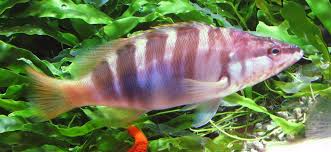 Image result for Serranus atricauda