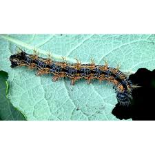 Attēlu rezultāti vaicājumam “Nymphalis polychloros”