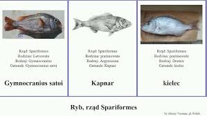 Image result for Pachymetopon grande