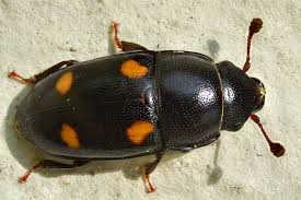 Attēlu rezultāti vaicājumam “Glischrochilus hortensis”