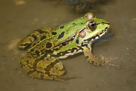 Attēlu rezultāti vaicājumam “Pelophylax”
