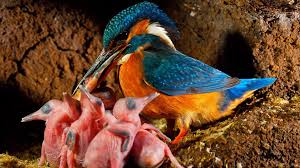 Attēlu rezultāti vaicājumam “Alcedo atthis nest”