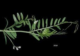 Attēlu rezultāti vaicājumam “Vicia hirsuta flower”