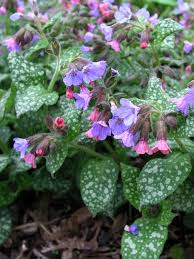 Attēlu rezultāti vaicājumam “Pulmonaria saccharata”