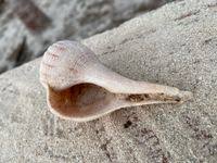 Image result for Sinistrofulgur perversum