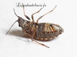 Attēlu rezultāti vaicājumam “Nithecus jacobaeae”