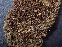 Attēlu rezultāti vaicājumam “Odontoschisma sphagni”