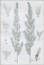 Attēlu rezultāti vaicājumam “Calamagrostis stricta”