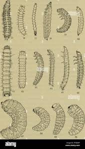 Attēlu rezultāti vaicājumam “Glischrochilus quadripunctatus imago”