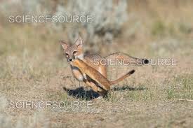 Attēlu rezultāti vaicājumam “Vulpes vulpes  juvenile”