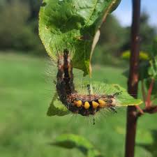 Attēlu rezultāti vaicājumam “Orgyia antiqua imago”