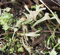Attēlu rezultāti vaicājumam “Cladonia ramulosa”