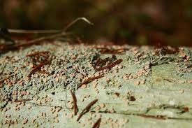 Attēlu rezultāti vaicājumam “Icmadophila ericetorum”