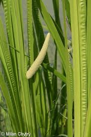 Attēlu rezultāti vaicājumam “Acorus calamus”