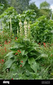 Attēlu rezultāti vaicājumam “Verbascum nigrum leaf”