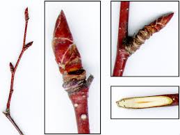 Attēlu rezultāti vaicājumam “Betula alleghaniensis”
