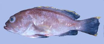 Image result for Hyporthodus niveatus