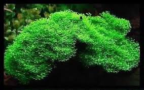 Attēlu rezultāti vaicājumam “Riccia fluitans”