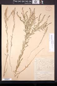 Attēlu rezultāti vaicājumam “Lepidium densiflorum”