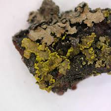 Attēlu rezultāti vaicājumam “Vulpicida pinastri”