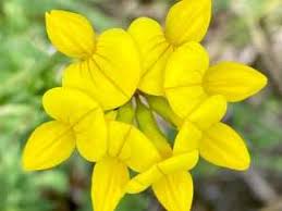 Attēlu rezultāti vaicājumam “Scrophularia umbrosa flower”