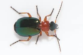 Attēlu rezultāti vaicājumam “Lebia chlorocephala”