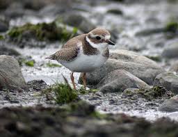 Attēlu rezultāti vaicājumam “Charadrius hiaticula adult”