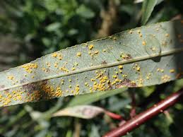 Attēlu rezultāti vaicājumam “Melampsora epitea”