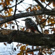 Attēlu rezultāti vaicājumam “Dendrocopos leucotos female”