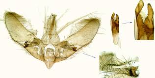 Attēlu rezultāti vaicājumam “Anania lancealis”
