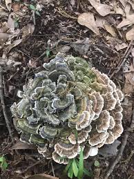 Attēlu rezultāti vaicājumam “Stereum fasciatum”