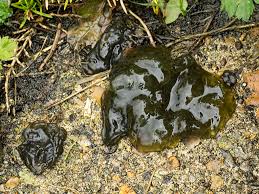 Attēlu rezultāti vaicājumam “Nostoc commune macro”