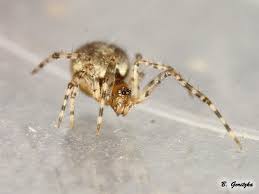 Attēlu rezultāti vaicājumam “Theridiidae”