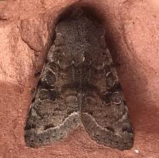 Attēlu rezultāti vaicājumam “Orthosia incerta”