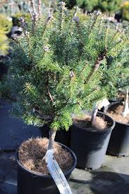 Attēlu rezultāti vaicājumam “Abies balsamea”