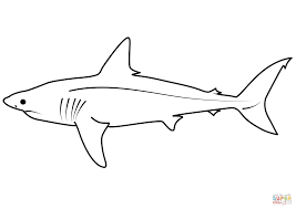 Image result for Lamna ditropis