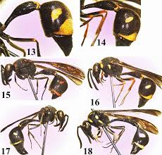 Attēlu rezultāti vaicājumam “Eumenes sp.”