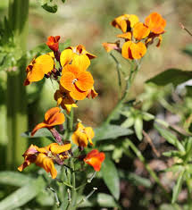 Attēlu rezultāti vaicājumam “Erysimum hieracifolium flower”