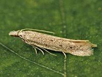 Attēlu rezultāti vaicājumam “Mecyna flavalis”