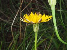 Attēlu rezultāti vaicājumam “Hypochaeris radicata fruit”