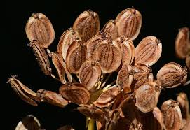 Attēlu rezultāti vaicājumam “Pastinaca sativa subsp. sylvestris fruit”